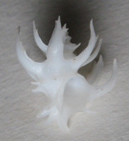 Babelomurex jeanneae , D'Attilio & B. W. Myers, 1984